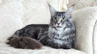 Wallpaper Maine Coon Cat Fluffy Chair