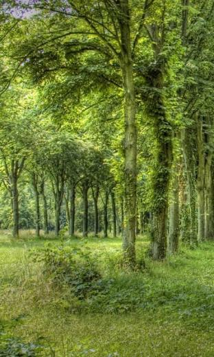 Forest HD Live Wallpaper For Android