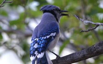 Blue Jay Bird Wallpaper HD Best Collection Of Cute Birds