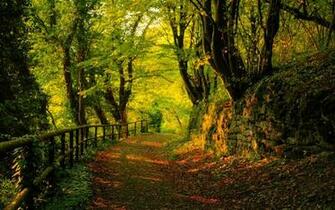 Path In The Woods Wallpaper