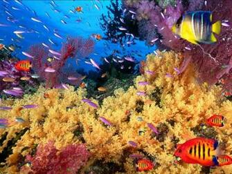 Coral Reef Aquarium Animated Wallpaper