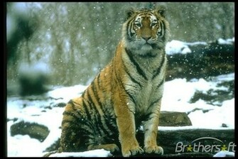 Tiger Screen Savers