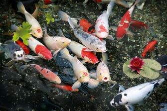 Desktop Pictures Koi Pond Wallpaper