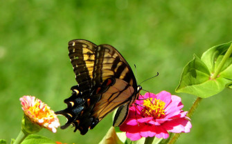 Most Beautiful Spring Wallpaper