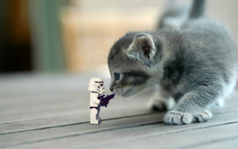 Stormtrooper Vs Cat By Kveldsvanger