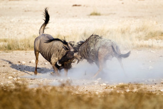 Blue Wildebeest HD Wallpaper And