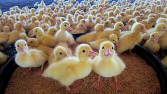 Three Days Old Baby Ducks HD Desktop Backgroun Wallpaper