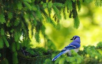 HD Creative Wallpaper Widescreen Desktop Background