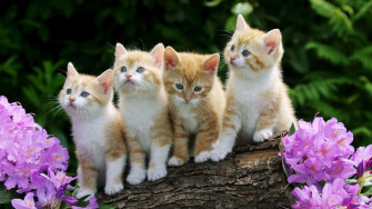 Aesthetic Animals Wallpaper