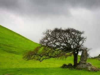 Only Nature Beautiful Tree Wallpaper