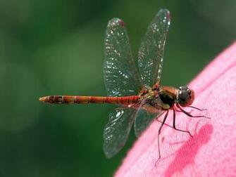Fantastic HD Dragonfly Wallpaper HDwallsource