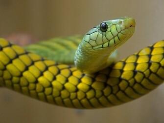 Anaconda Snake Wallpaper December
