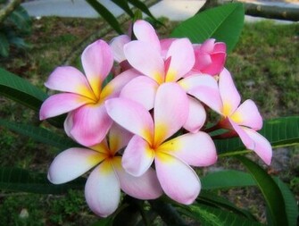 Pink Plumeria Frangipani Temple Tree