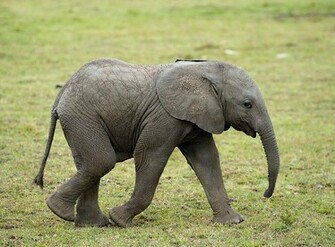 African Elephant Baby