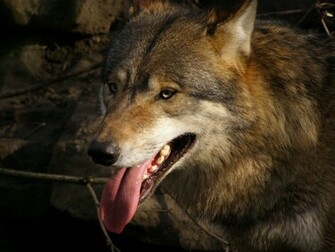 Gray Wolf Wolves F Wallpaper