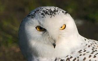Snowy Owl Owls A White Spot In Gray Landscape The
