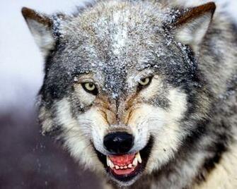 Veterinary Online Wolf