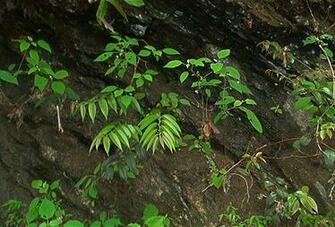 Appalachian Trail Desktop Background Screensavers