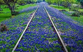 Texas Bluebonnet Wallpaper