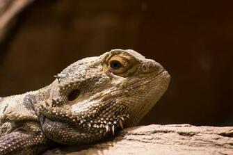 Bearded Dragon Wallpaper Background