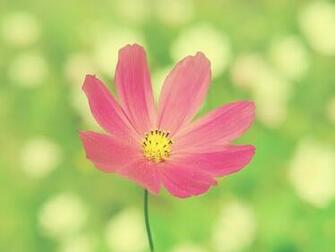 Cosmos Pastel Colored Cosmo Wallpaper Walltor Macro Flower
