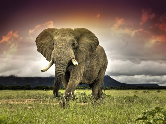 African Bush Elephant Savanna Africa Animal 4k Ultra HD Wallpaper