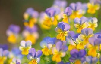 Wallpaper Macro Bokeh Pansy Viola Tricolor Image For Desktop