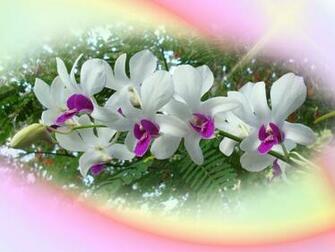 Wallpaper Spring All New