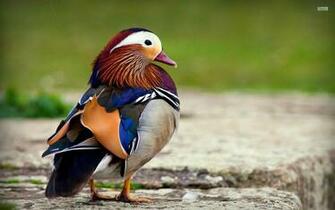Mandarin Duck HD Wallpaper