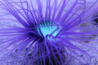 Purple Sea Anemone There Is A Slug That