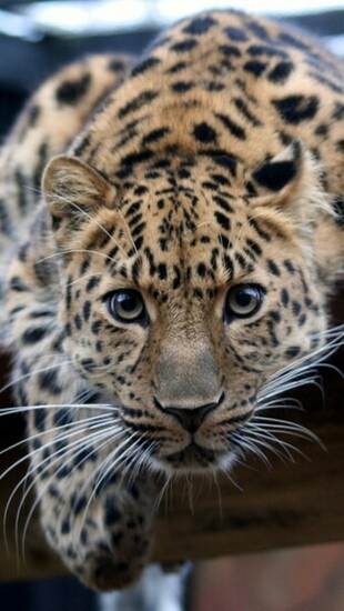 Top iPhone S C Wallpaper Background And Themes Part