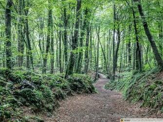 Summer At La Fageda D En Jord 4k HD Desktop Wallpaper For