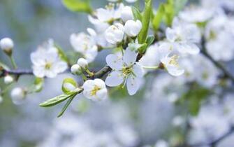 Nature Flowers Wallpaper