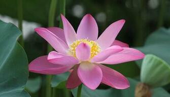 Pink Lotus Flower Wallpaper Pictures Image