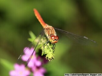 Dragonfly Animal Desktop Wallpaper Pc
