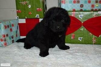 By Dogwhisperer May Pm Size Kb