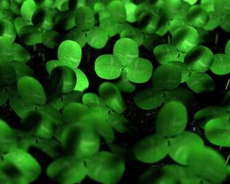 Green Clover Desktop Pc And Mac Wallpaper