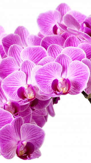 Beautiful Orchids Wallpaper