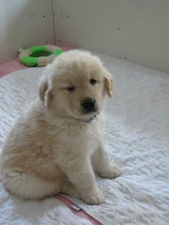 Baby Golden Retriever Image Thecelebritypix