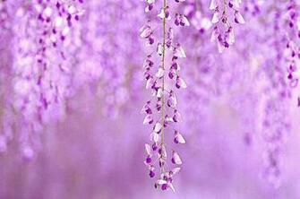 Flowers Purple Wallpaper Background