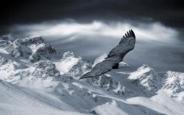 Eagle Winter Mountains Wallpaper