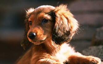 Miniature Dachshund Puppies Wallpaper Puppy