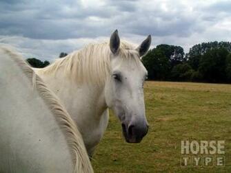 Horse Wallpaper Horsetype For All Types Of Lovers