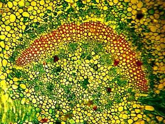 Biology Cell Wallpaper Have Part Of A Plant