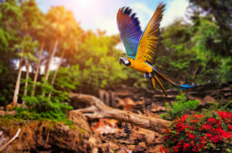 Animals Parrot Birds Wallpaper HD