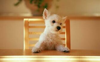 Westie Wallpaper Animals Dogs HD Desktop