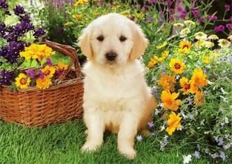Spring Animal Desktop Background HD Wallpaper Site