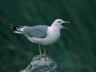 Birds Screensavers