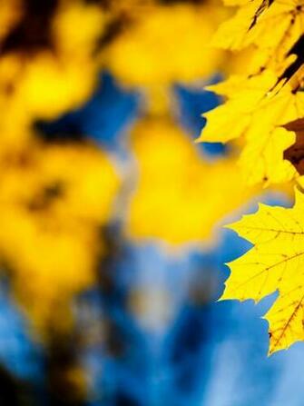 Yellow Leafs iPad Wallpaper