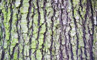 Or Break Areas Around Trees Engineer Mighty Wa Tree